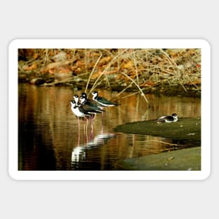 Oiseaux aux repos en bord de l'eau Sticker